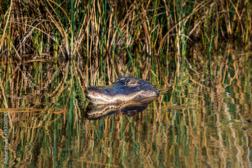 Alligators at Everglades national park 