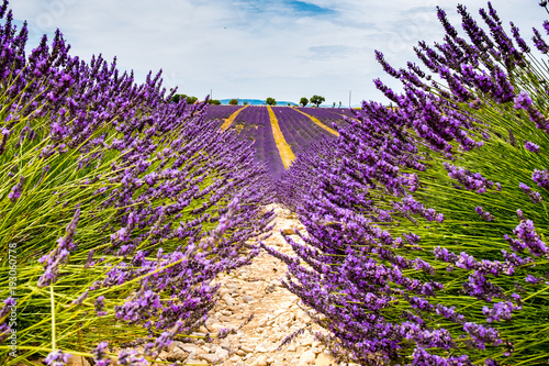 Lavender fields Provence France