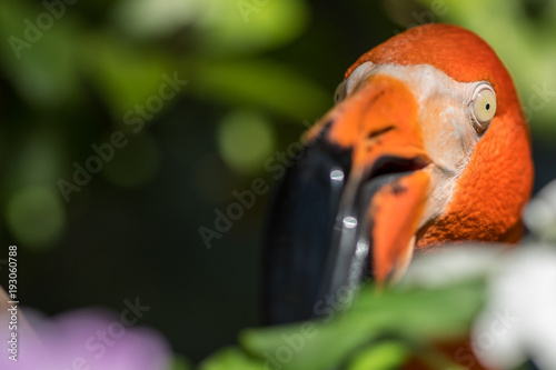 Flamingo profile photo