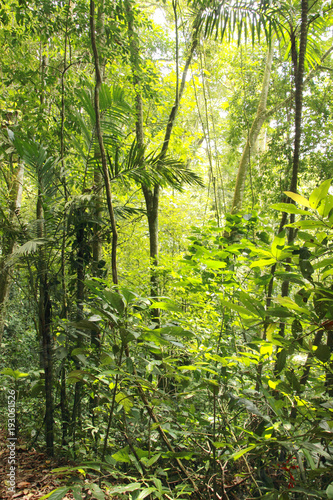 Inside the tropical jungle Henri Pittier National Park Venezuela photo