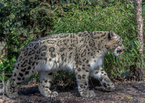 Iconic Spots on a Snow Leopard Foraging on the Ground © dan
