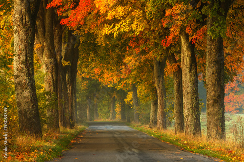 Autumn country road alley / Beautiful old autumnal season trees scenery in north Poland