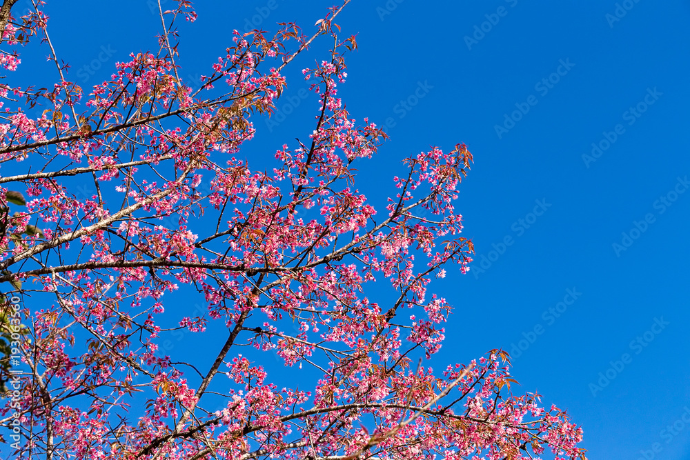 Cherry blossom named Cherry blossom named