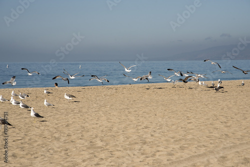 A flock of seagulls flying around the beach