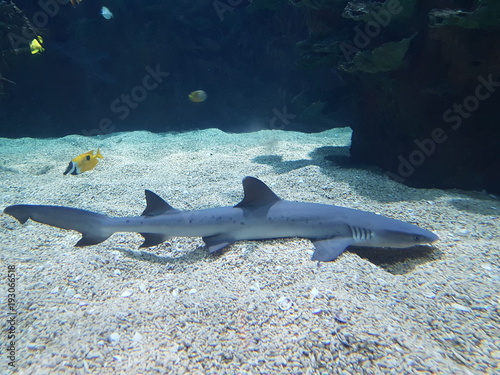 en el oceanografico de la ciudad de las artes y las ciencias de valencia en España