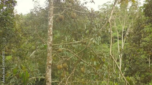 Aerial: Exotic Fresh Durians Fruits on the Tree in Plantation Garden. 4K. King of fruit. Bali, Indonesia. photo