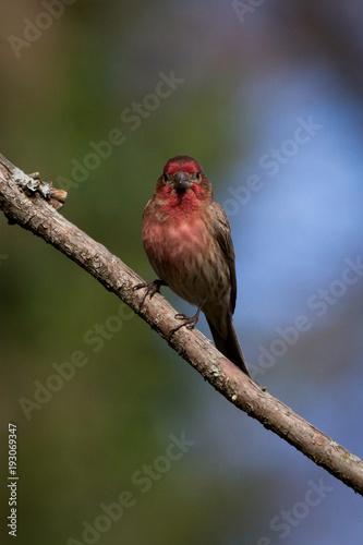 Male House Finch