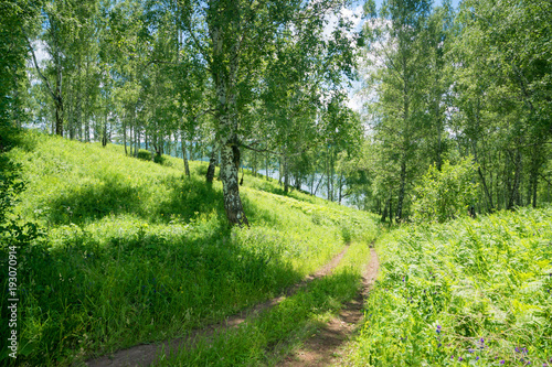 path way to lake in birch forest