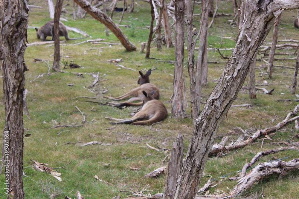 Obraz premium Forest with Kangroos
