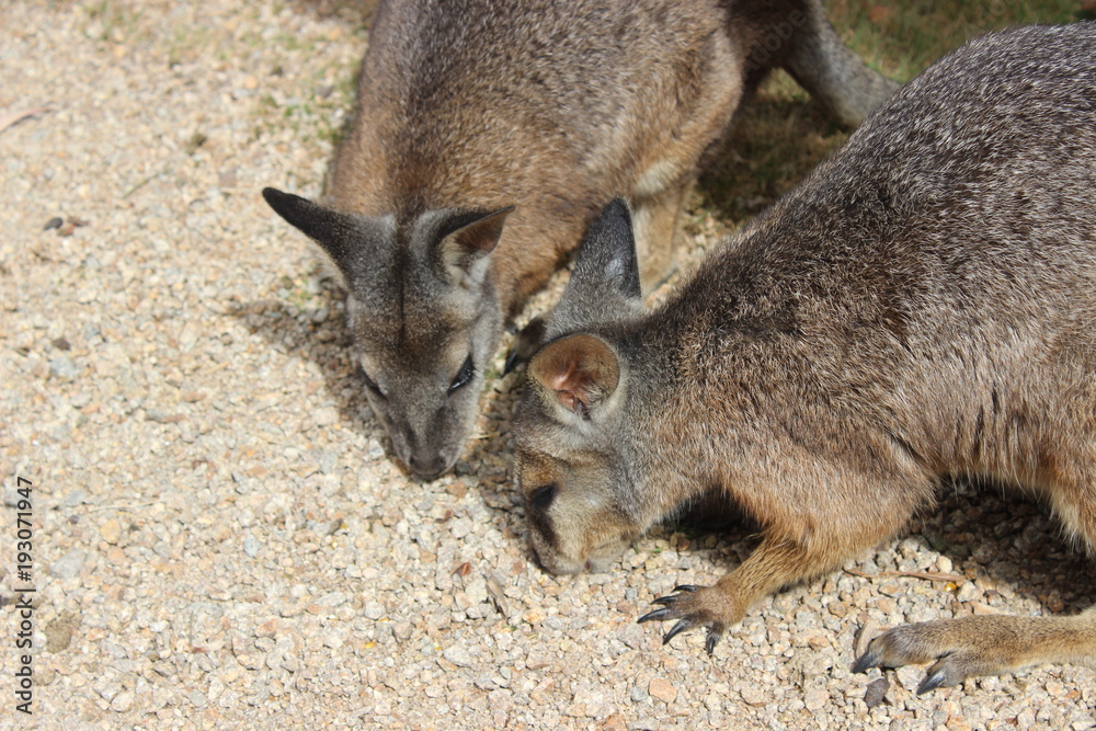 Naklejka premium Two Wallaby's eating