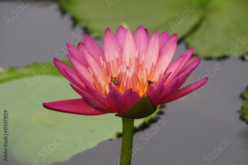 pink and violet lotus full bloom lobe with bee on set of yellow pollen