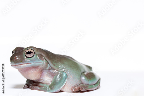 Male white's tree frog on white looking sideways