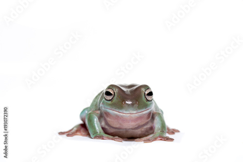 Male white's tree frog on white looking straight ahead