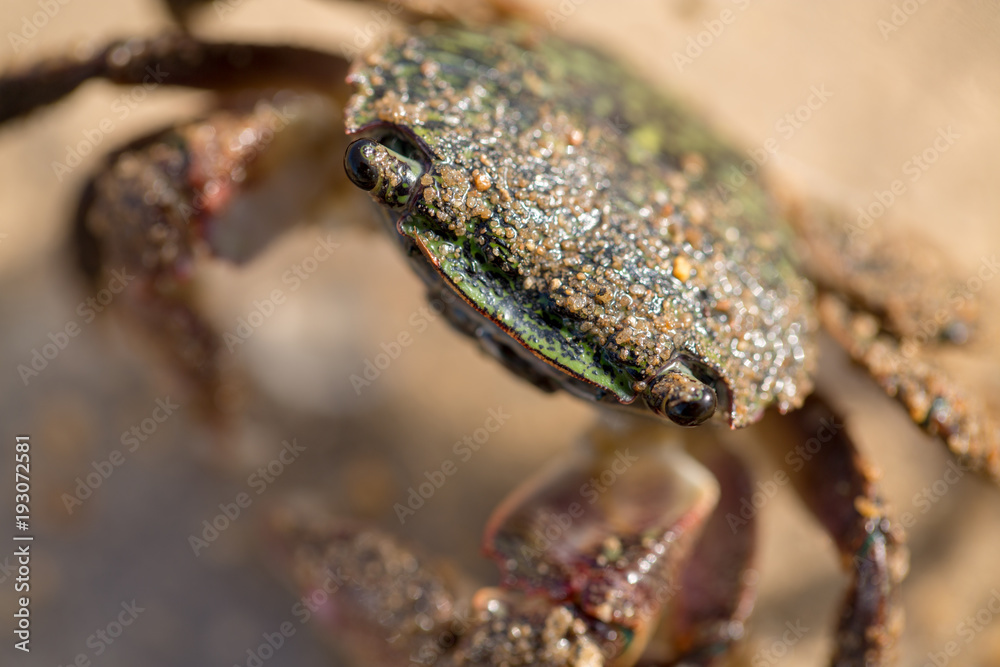 Closeup of short crab on sand Closeup of short crab on sand