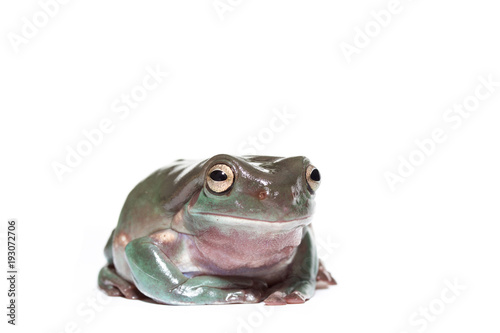 Male white's tree frog sitting up