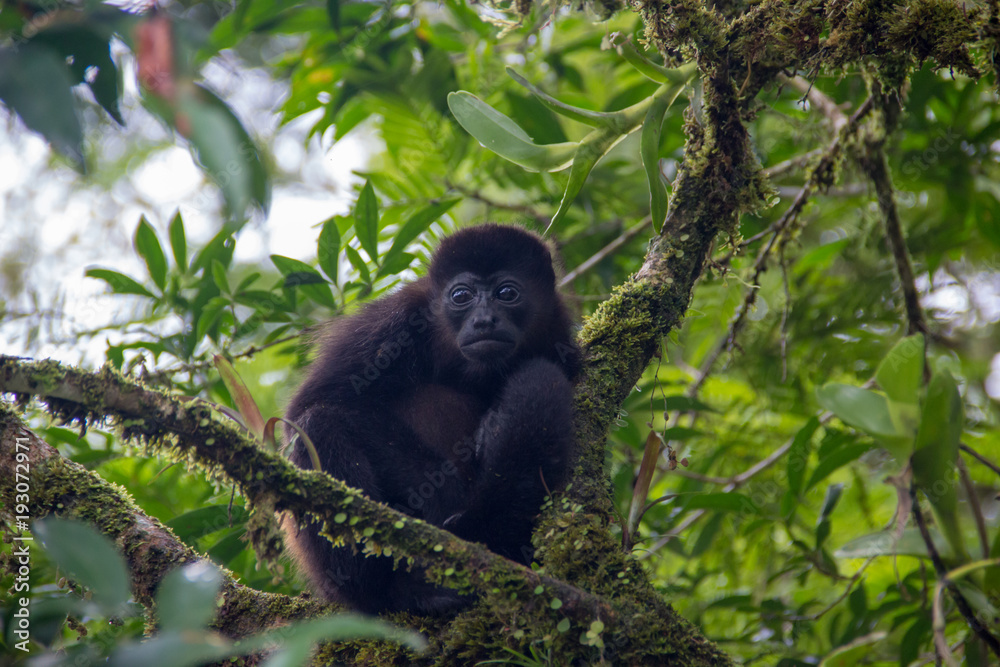 Fototapeta premium Young howler monkey in tree