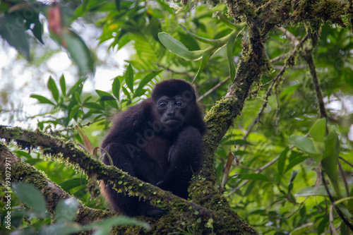 Young howler monkey in tree