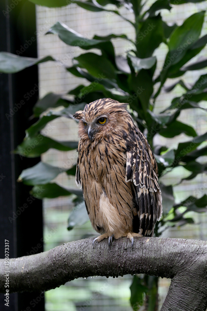 Owl Owl