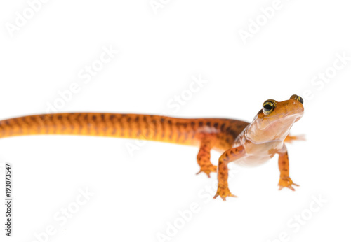 Female long-tailed salamander_looking head on