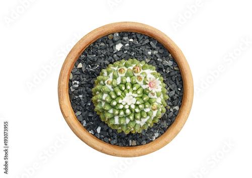 top view of cactus pot isolated on white background
