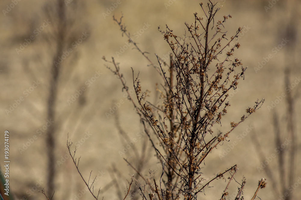 Dark brown stalk in winter field