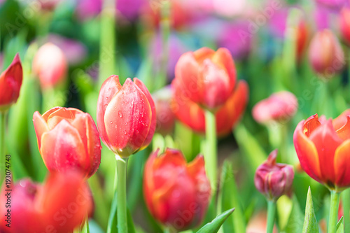 Fototapeta Naklejka Na Ścianę i Meble -  Red tulips in the garden