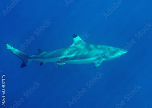 Blacktip reef shark (Carcharhinus melanopterus) swimming underwater, Bali, Indonesia