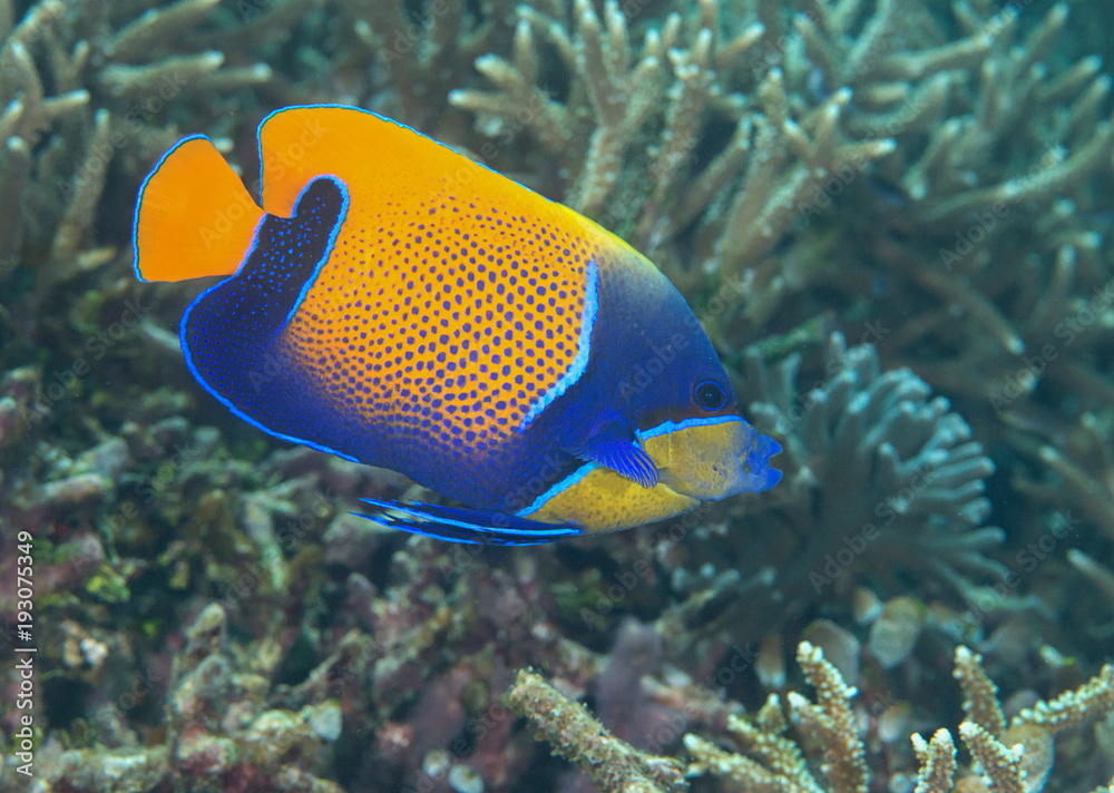 Fototapeta premium Blueface or yellowface angelfish ( Pomacanthus xanthometopon ) swimming over corals of Bali, Indonesia