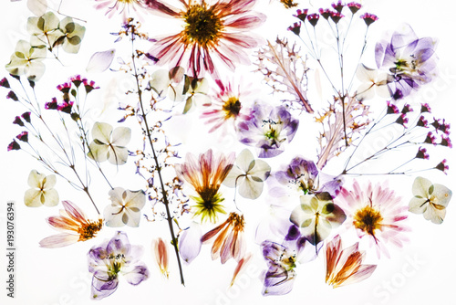 dry flowers on the white background