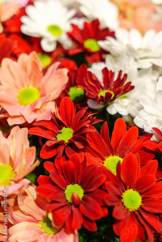 chrysanthemum flowers closeup