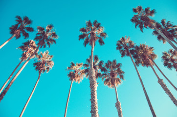 Wandcirkels Palmboom Hoge Californische palmen op strand  © ellensmile