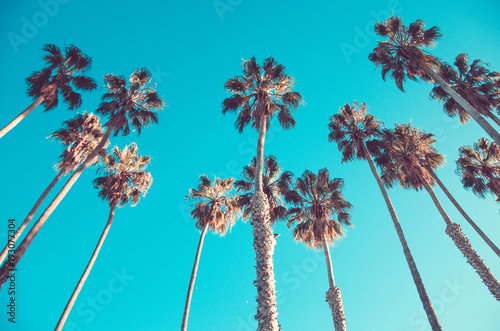 Fotografiet California high palms on the beach, blue sky background