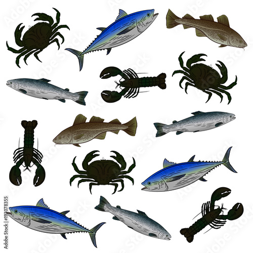 A set of color drawings on the theme of seafood. Salmon, tuna, cod, lobster, crab. Vector illustration