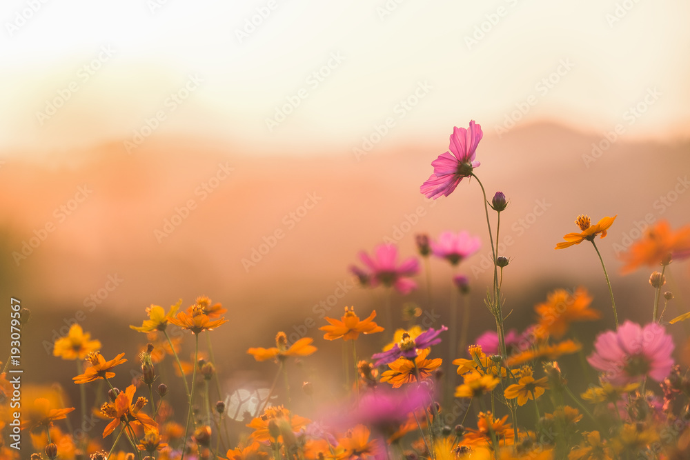 Naklejka premium Kosmos kolorowy kwiat w polu. Filtry Instagram w stylu stonowanych zdjęć. Tło natura.