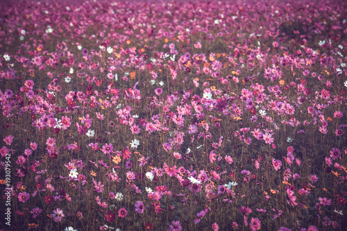 Fototapeta Naklejka Na Ścianę i Meble -  Cosmos colorful flower in the field. Photo toned style Instagram filters. Nature background.