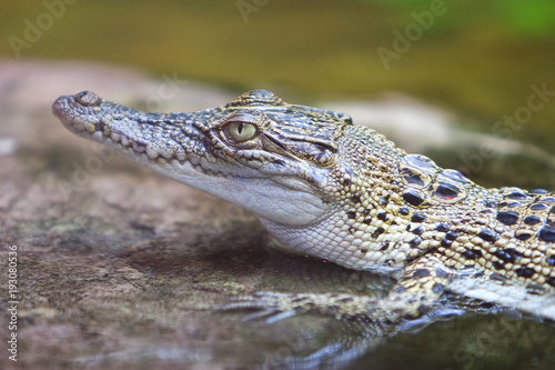 young crocodile head close up