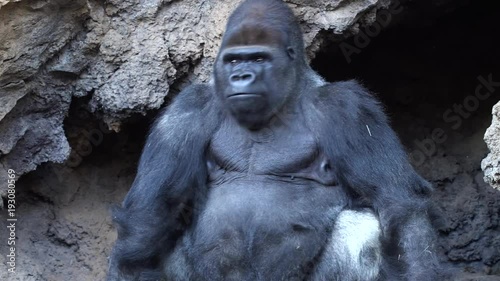 big male of silverback Gorilla