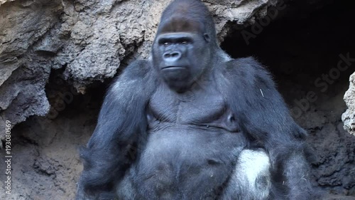 big male of silverback Gorilla photo