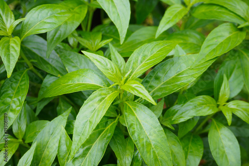 fresh Thai herbal medicine plant leaves Andrographis paniculata
