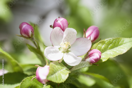 Branch of blooming wild apple-tree with tender pink bud flowers  spring sunny day
