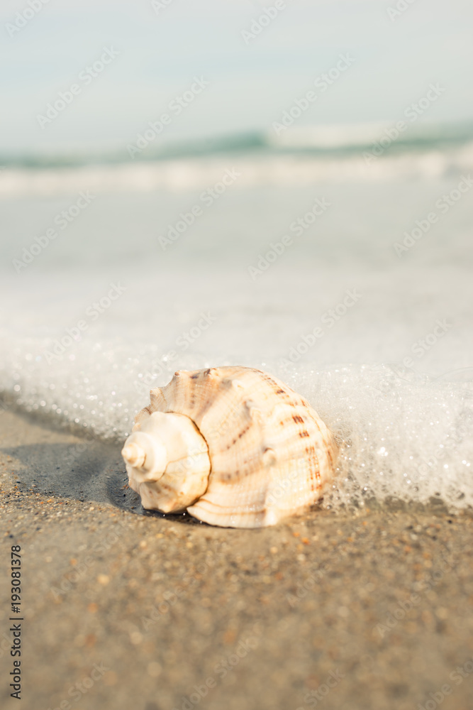 Seashell on ocean shore at the beach scene wave grass Seashell on ocean shore at the beach scene wave grass