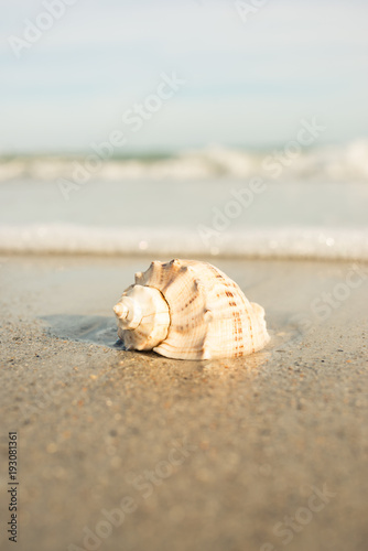Seashell on ocean shore at the beach scene wave grass