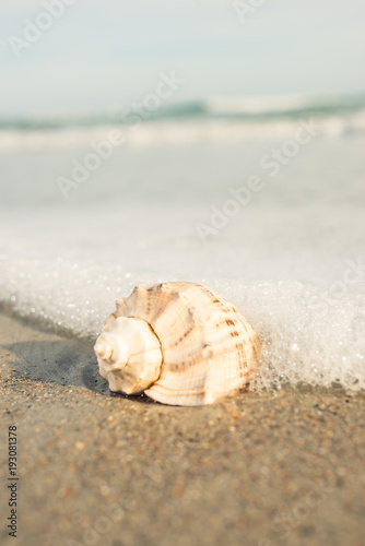 Seashell on ocean shore at the beach scene wave grass
