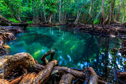 Tha pom mangrove forest, Emerald Pool is unseen pool in mangrove forest at Krabi province, Krabi, Thailand photo