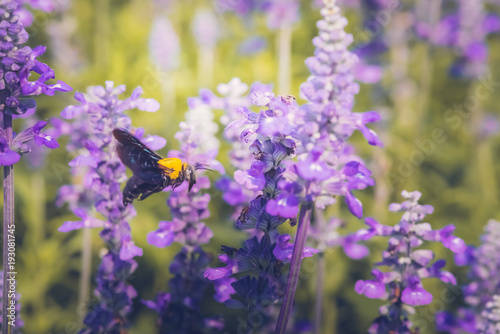 Fototapeta Naklejka Na Ścianę i Meble -  Carpenter Bee are flying to beautiful flowers in nature