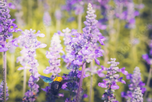 Carpenter Bee are flying to beautiful flowers in nature