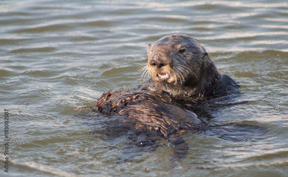 Fototapeta premium California Sea Otter