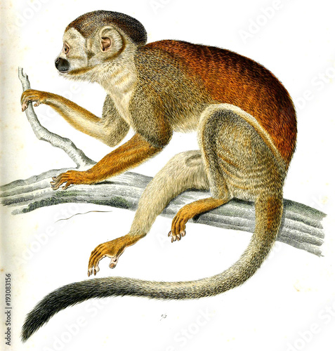 Illustration of monkey