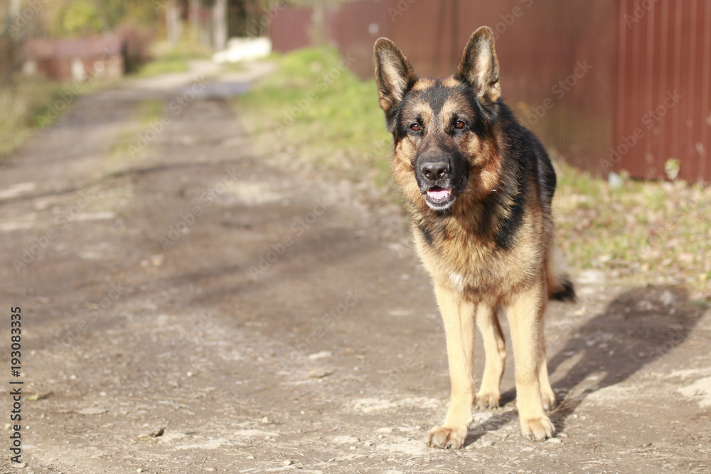 Dog german shepherd in village