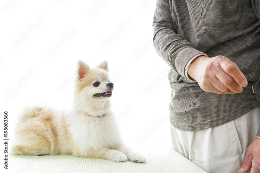 可愛い室内犬 可愛い室内犬